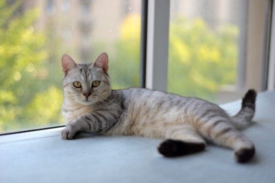 ontspannen grijze tabby kat ligt bij het raam (vergroot foto)