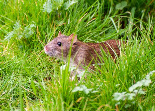 close up van een bruine rat op een grasveld (vergroot foto)