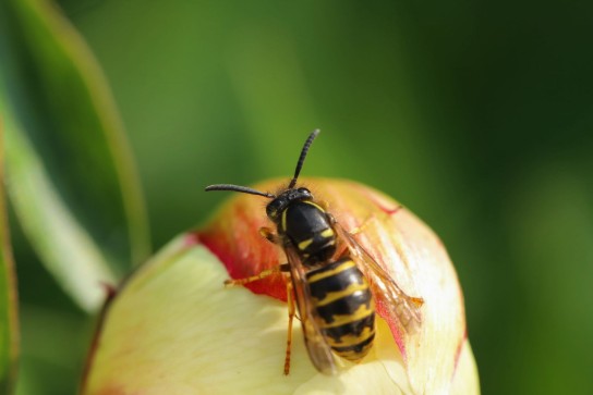 macro opname van een wesp op een pioenroosknop (vergroot foto)