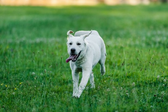 Witte hond rent vrolijk door een groen grasveld met bloemen en planten. (vergroot foto)