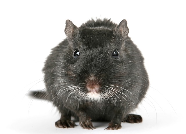 rat