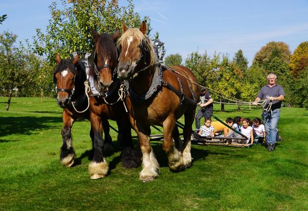 Trekpaardendag
