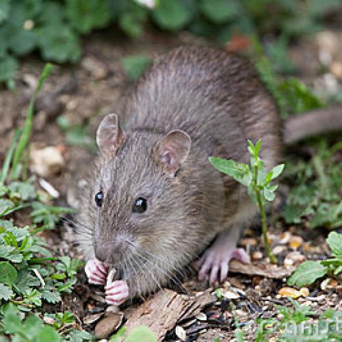 Ratten