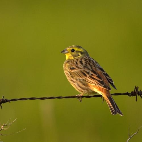 Landbouwers krijgen vergoeding om akkervogels te helpen
