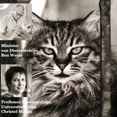Breng een foto van je kat en haar verhaal mee naar onze reizende expo Felis Vagabunda! © Van Staartjes VZW Mariella Debille