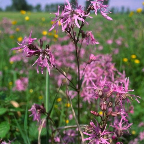 Lentewandeling langs de Zuunbeek naar natuurgebied Oude Zuun © Geert Cromphout
