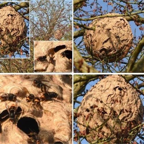 De Aziatische Hoornaar: verontrustende opmars en... wat kan je doen? © publiek