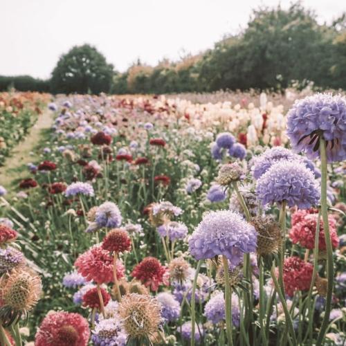 Bloemschikken © Lilly carreras via Getty Images