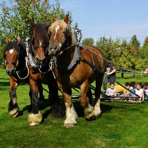 Trekpaardendag © SPL