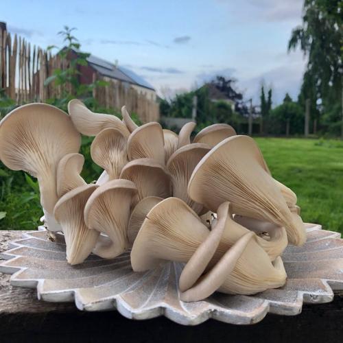 Oesterzwammen kweken op koffiegruis © Broed