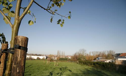 Eerste bomen en struiken in natuurpark aan de Zuunbeek in St.-Pieters-Leeuw  
