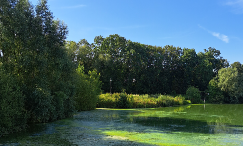 blauwalg