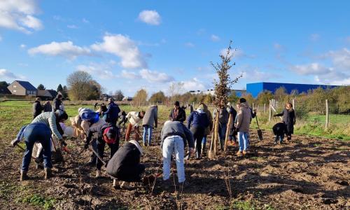 aanplanting