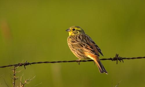Landbouwers krijgen vergoeding om akkervogels te helpen
