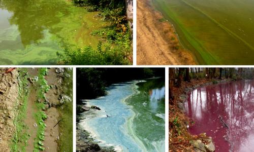 Blauwalgen opgemerkt? Meld het aan de milieudienst!