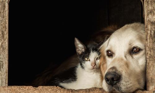 Maak de gegevens op de chip van je hond en/of kat openbaar