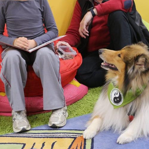 Leeshond Finn © Therapiedier vzw