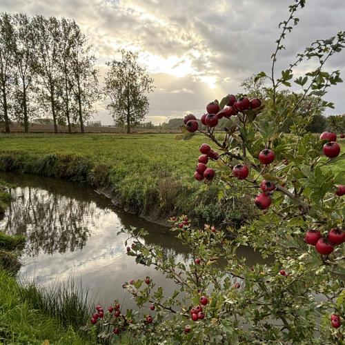 In en rond het Volsembroek (Zuunvallei) © Geert Cromphout