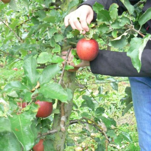 De kleuters van juf Anneke op bezoek in de boomgaard